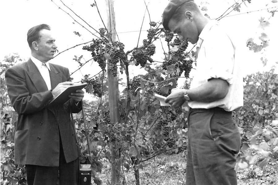 Konstantin discussing with a man in the vineyards.