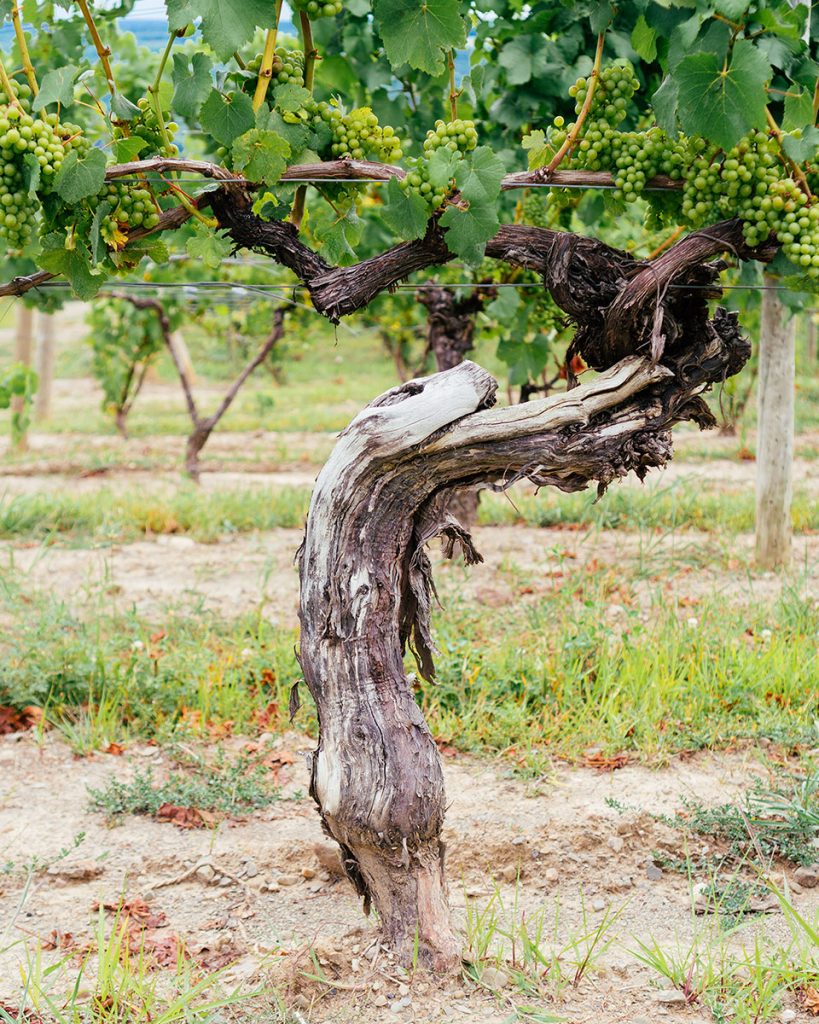 Grape vine of Gewurztraminer.