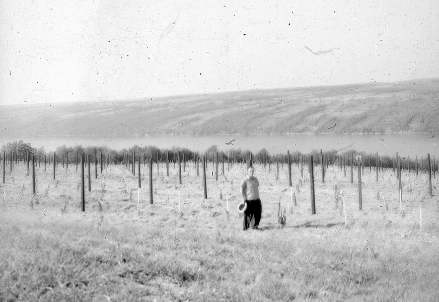 Konstantin in the Vineyards.