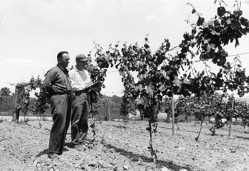 Konstantin and a man in the Vineyard 1950s.