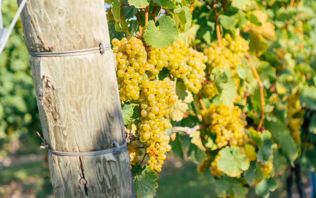 Riesling grapes on the vine