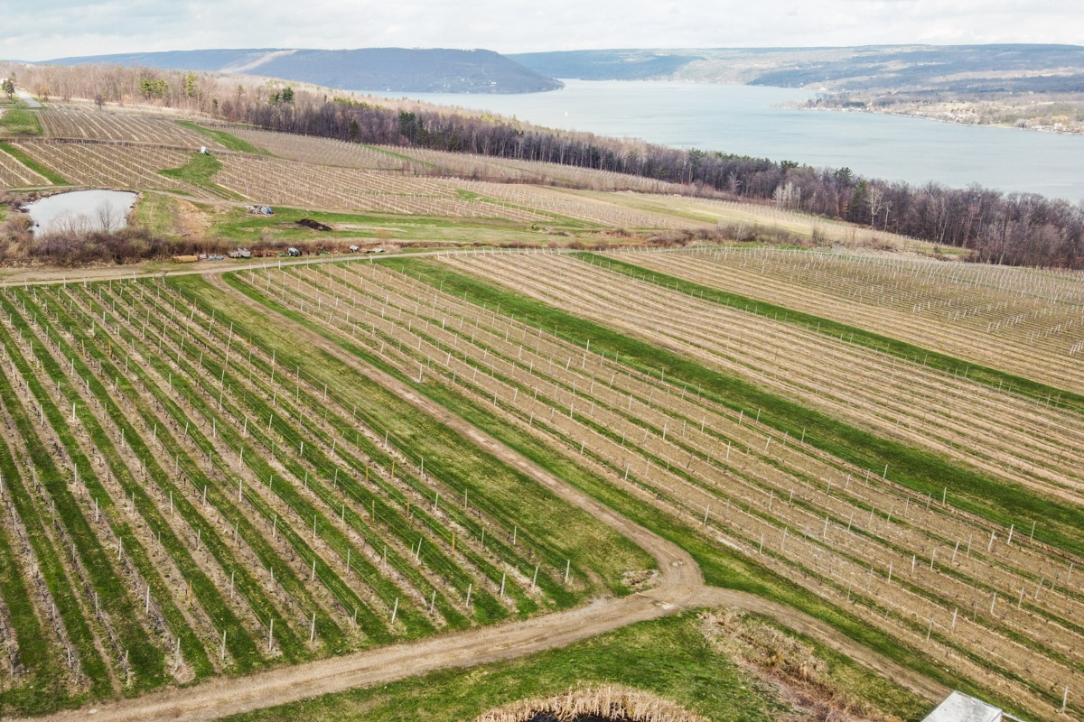 Overview of the vineyards with the lake in the backround.