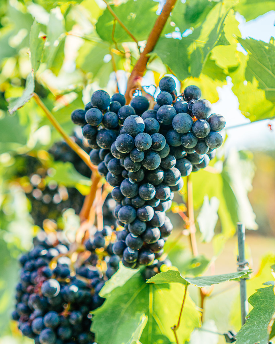 A cluster of Blaufrankisch grapes.