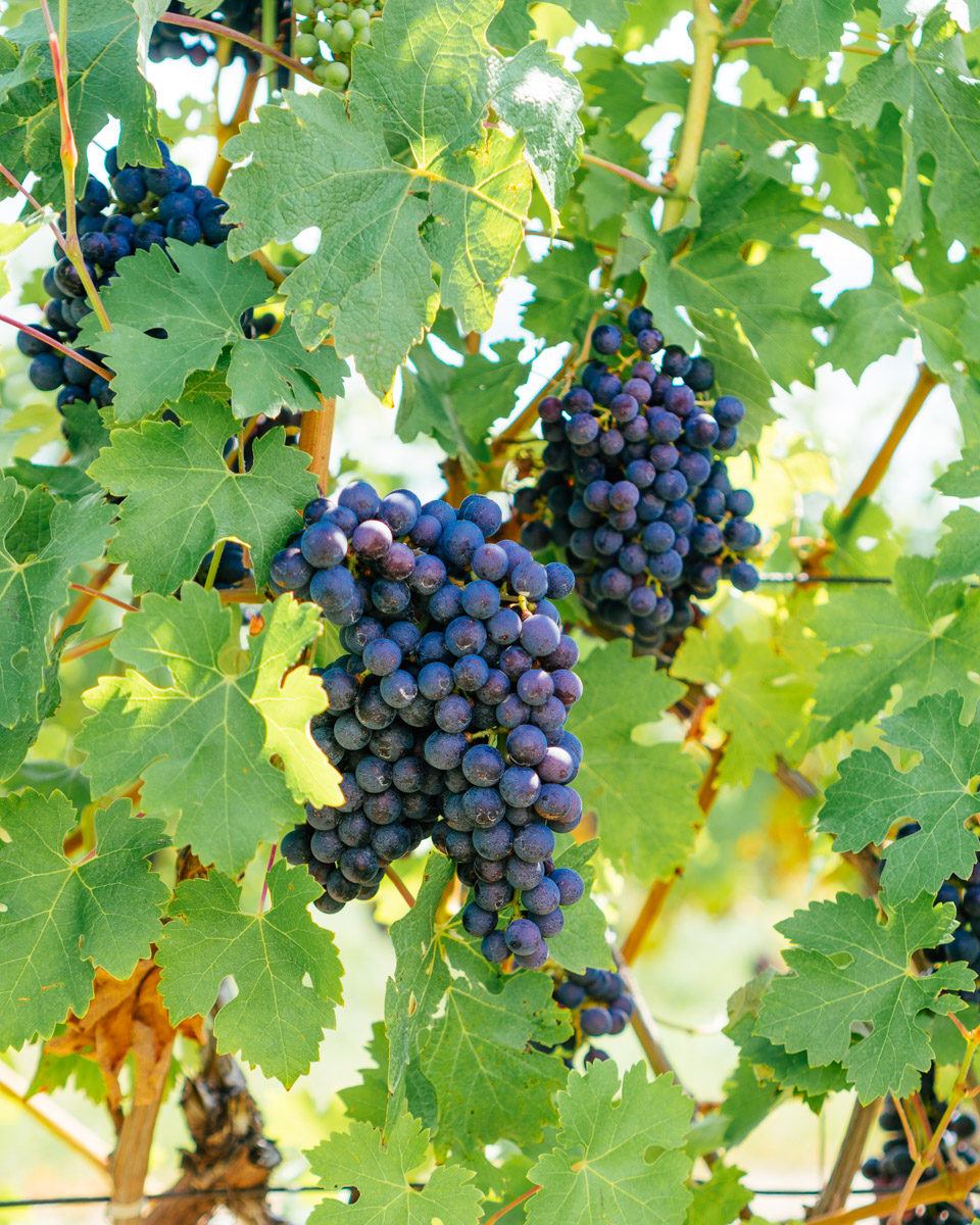A cluster of Cabernet Franc grapes.