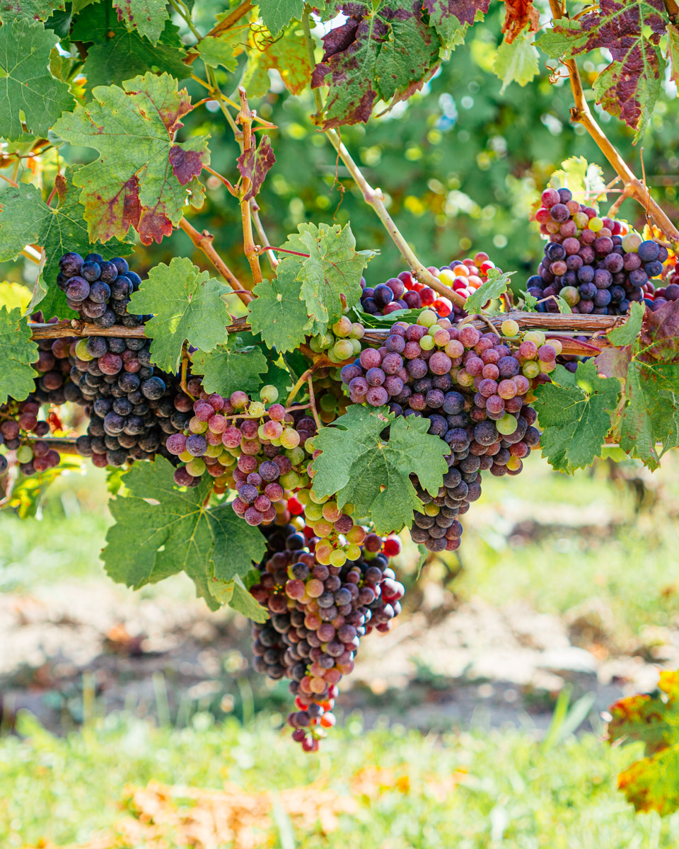 A cluster of Cabernet Franc grapes.