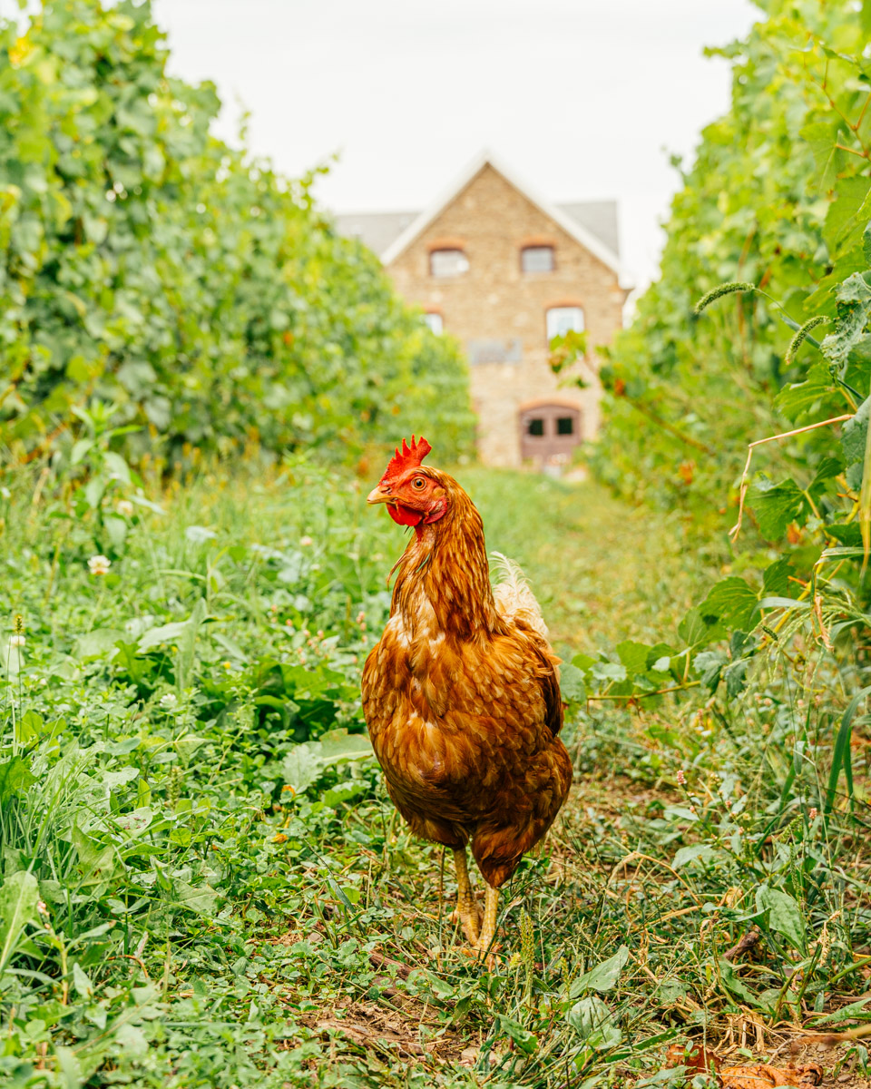 A chicken walking through the vineyard with Chateau Frank in the background.