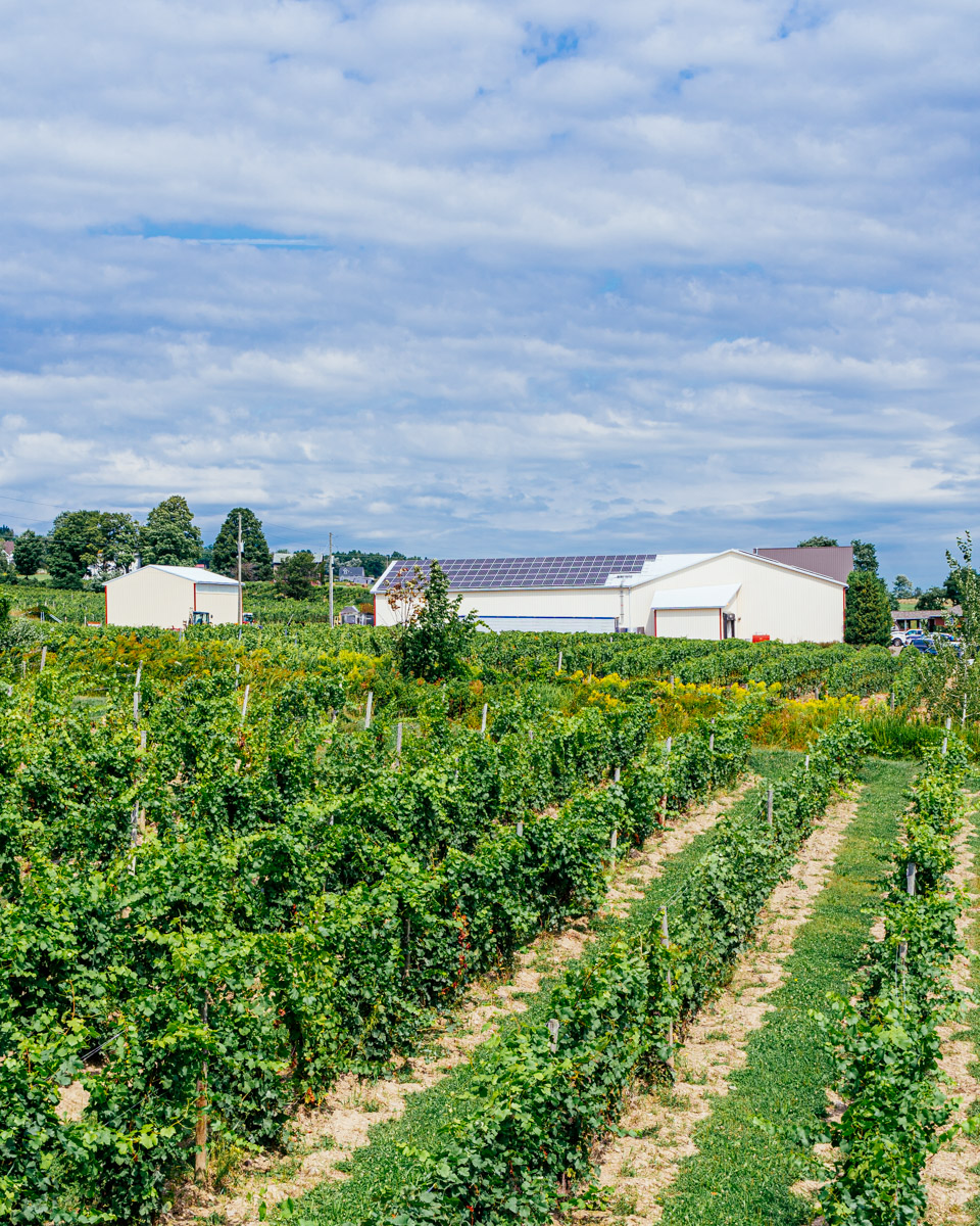 Overview of production building and vineyards.