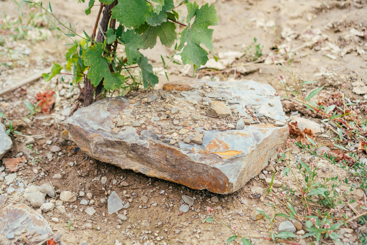 Shale stone in vineyard.