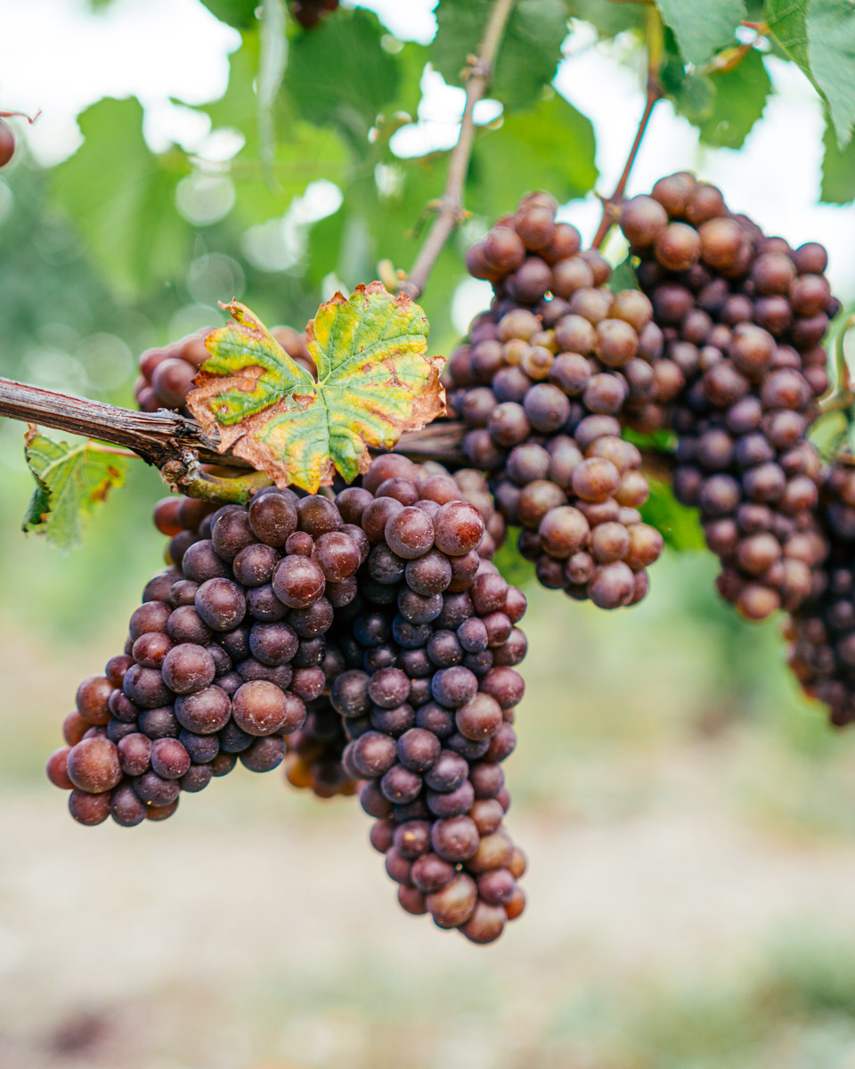 A cluster of grapes.