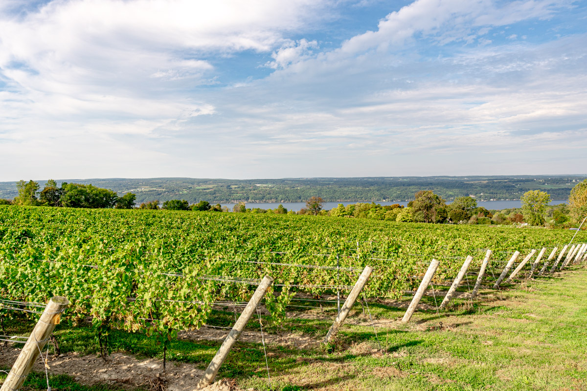 Seneca Vineyard.