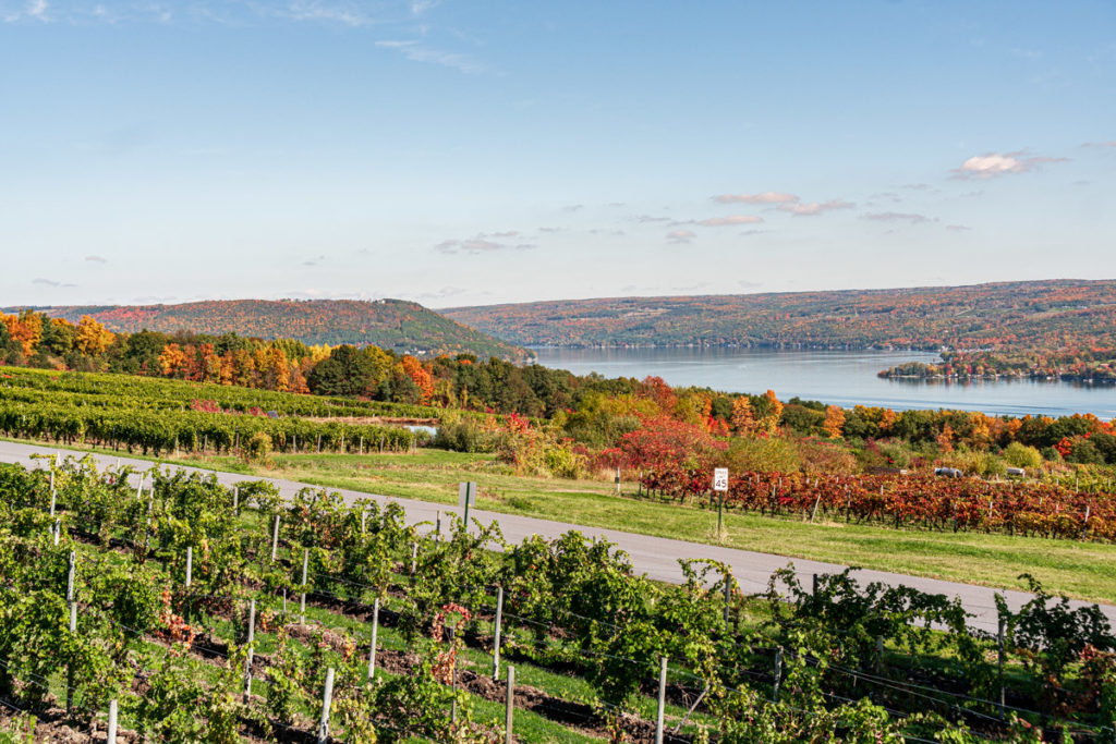 The landscape of fall foliage in the vineyards.