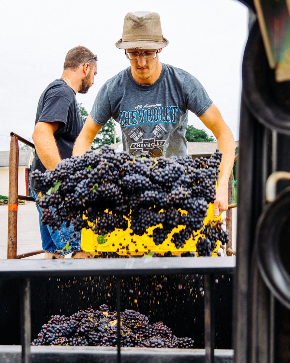 A man throwing grapes from a bucket into a truck.