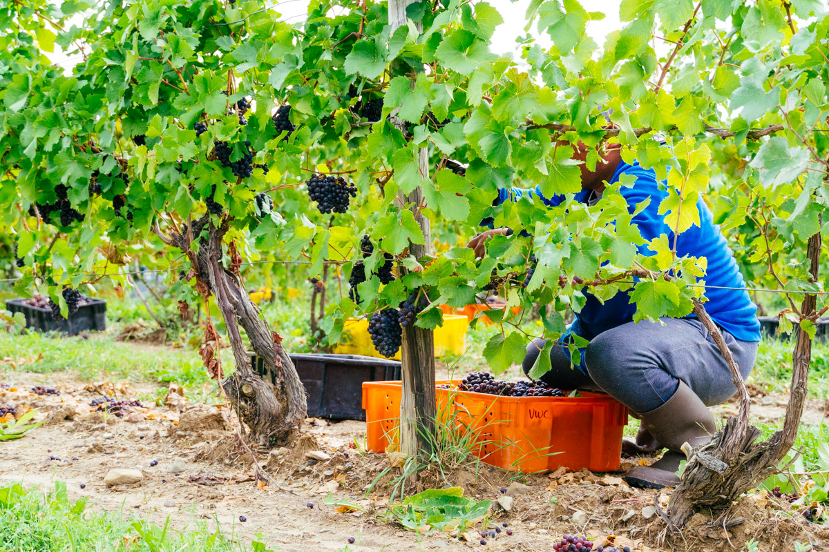 Harvesting Pinot Noir grapes.