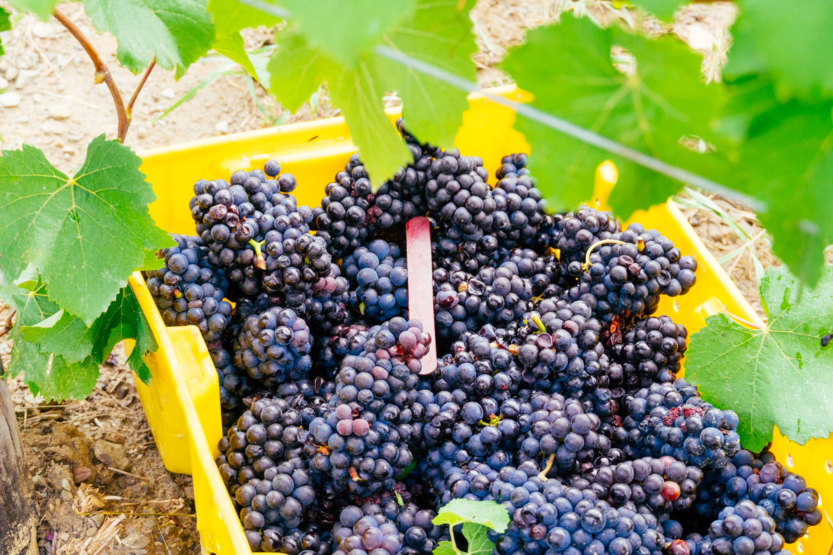 Several clusters of Pinot Noir Grapes in a yellow bucket.