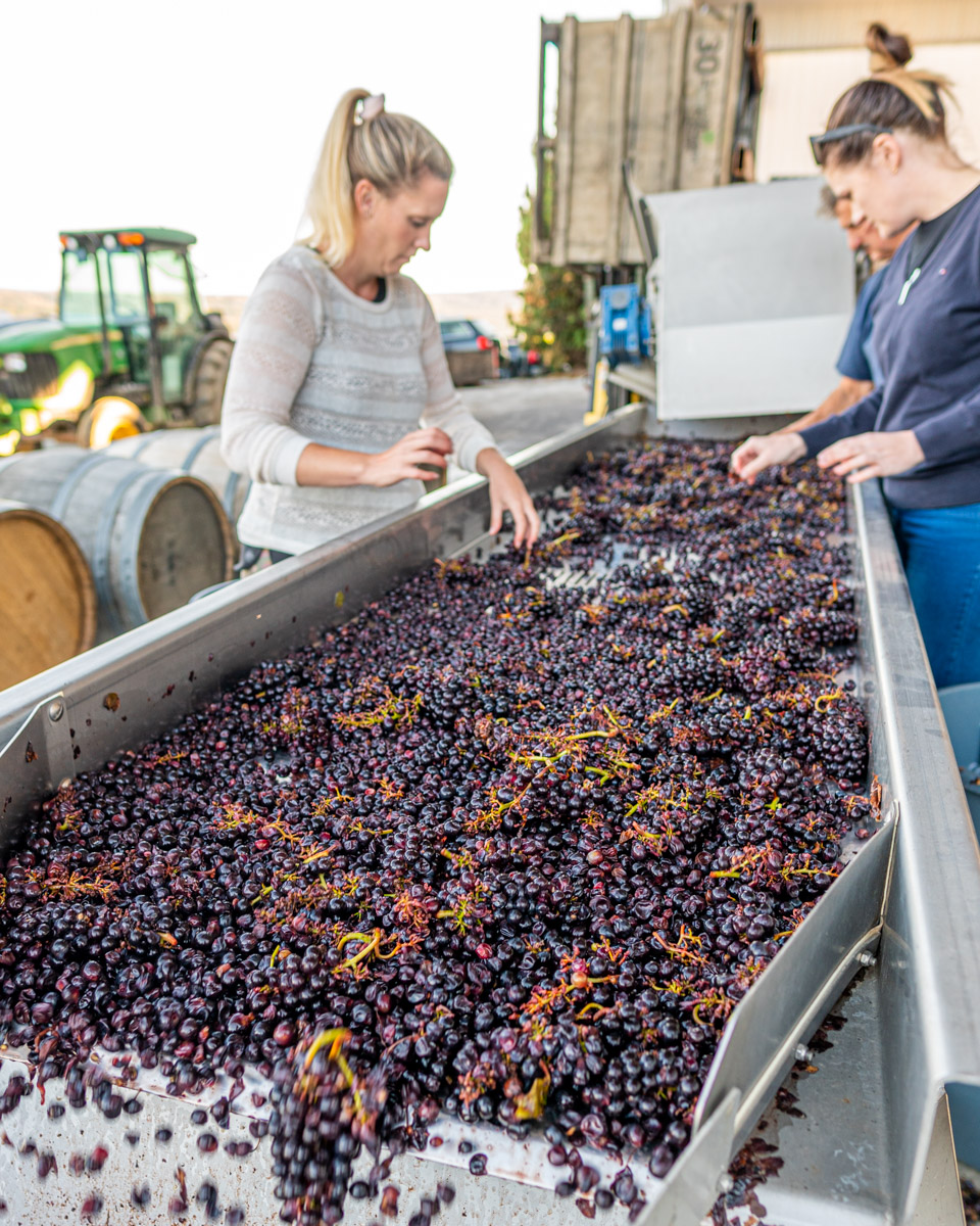 Meaghan Frank, Katherine Hynes, and Mark vareguth picking through clusters of grapes.