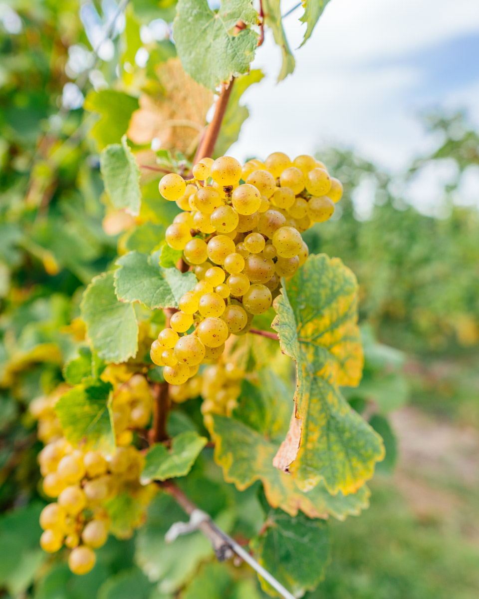 A cluster of Riesling grapes.