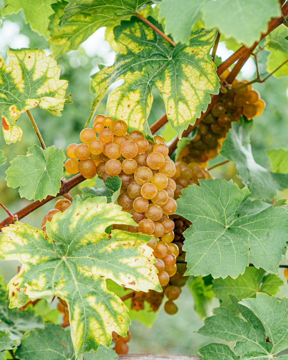 A cluster of Rkatsiteli grapes.