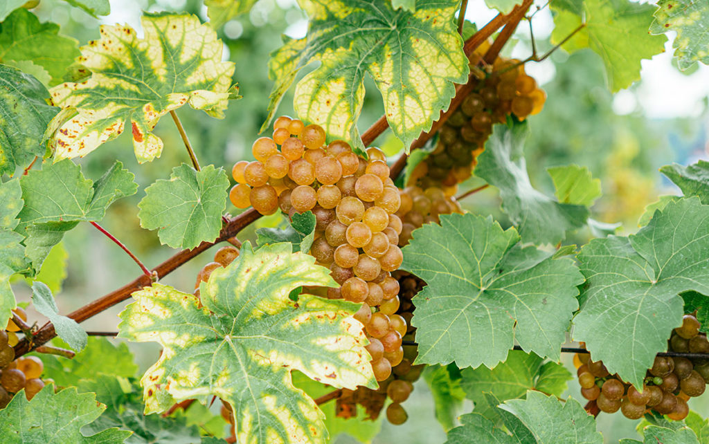 Rkatsiteli grapes hanging on the vine
