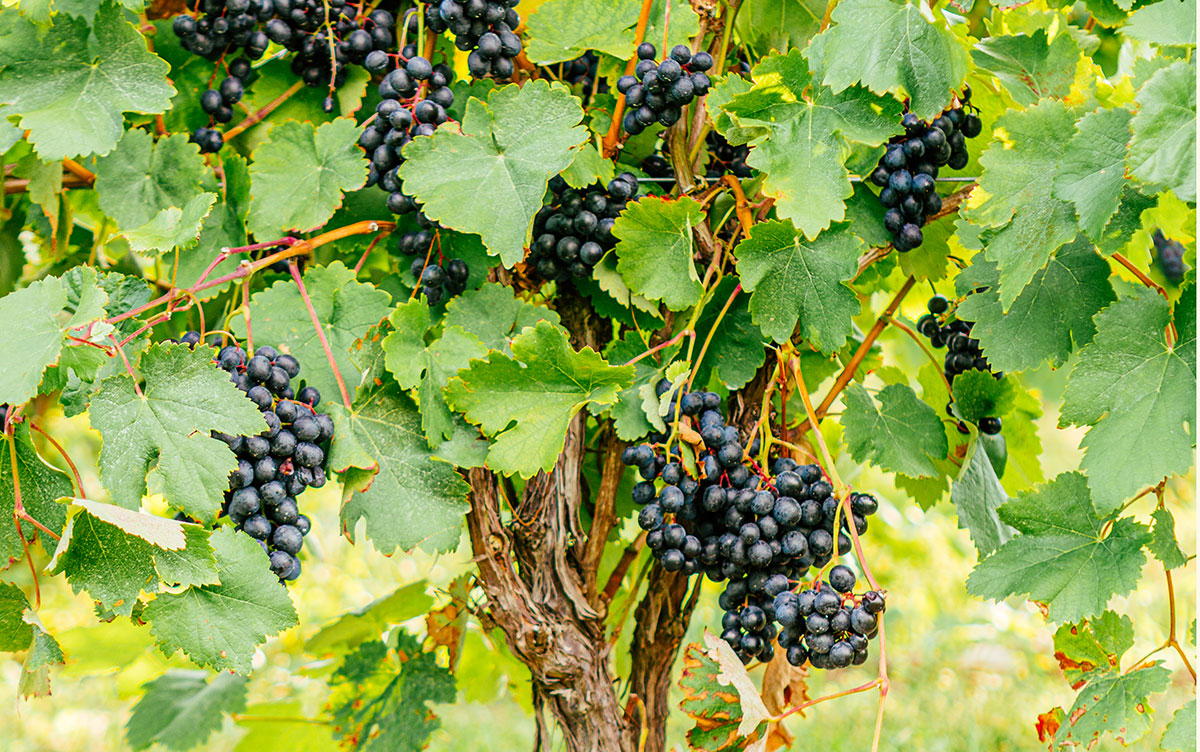 Saperavi grapes on the vine