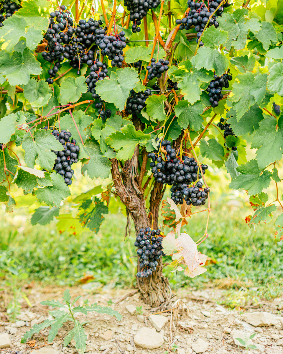 Several clusters of Saperavi grapes on the vine.