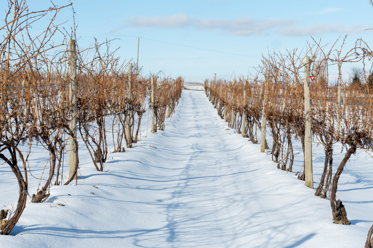 Winter in the vineyards.