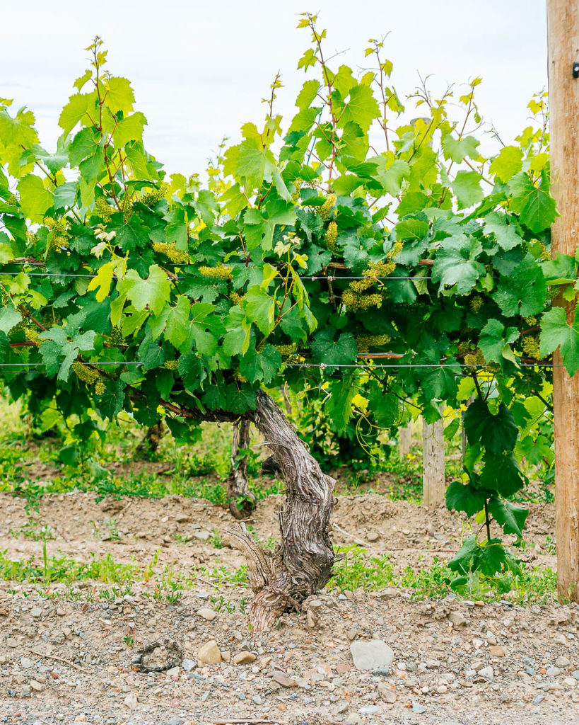 Grape Vine of Chardonnay.