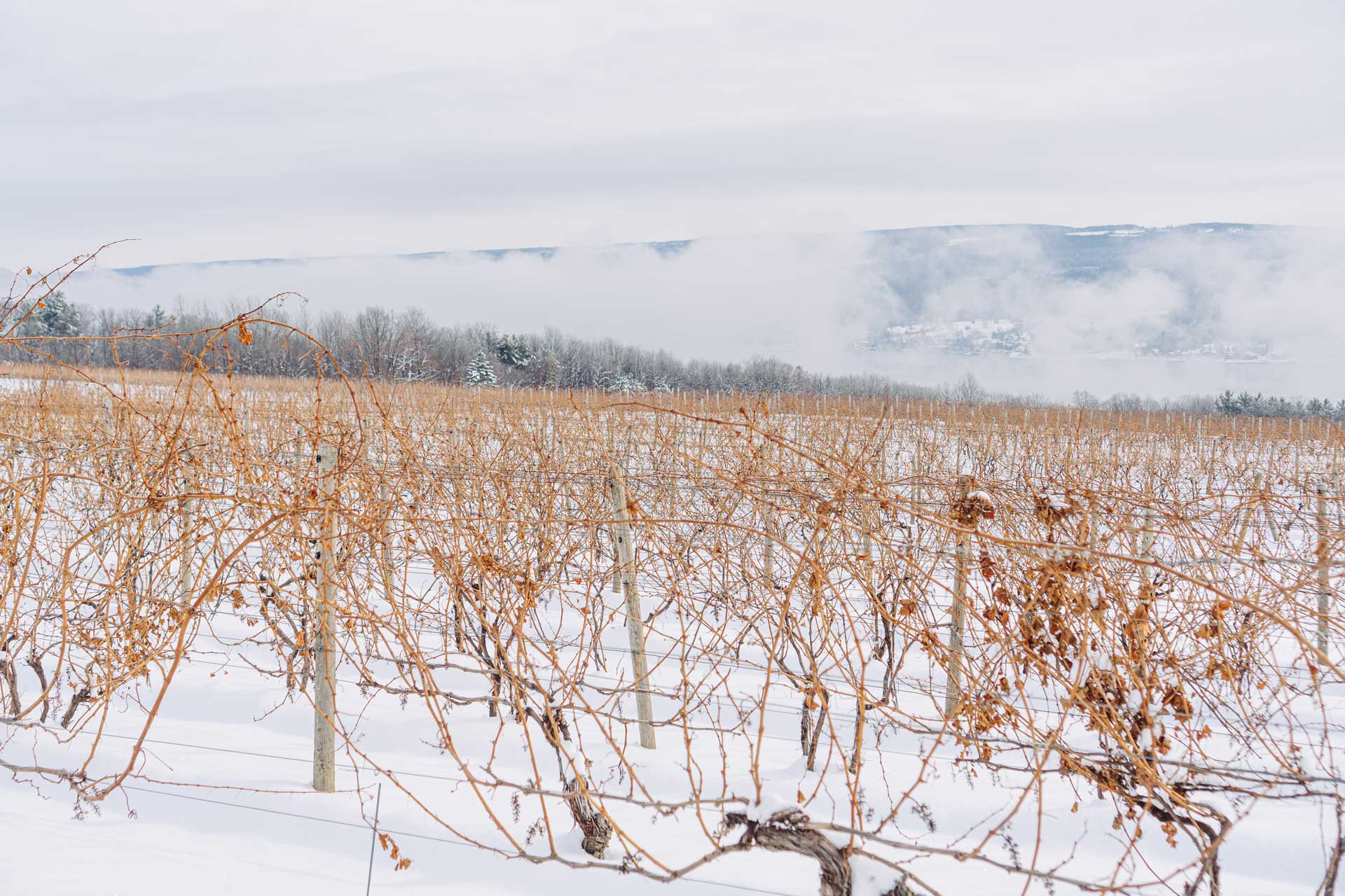 winter vineyard landscape.