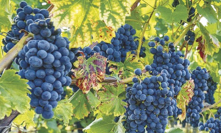 Pinot Noir grapes hanging on the vine