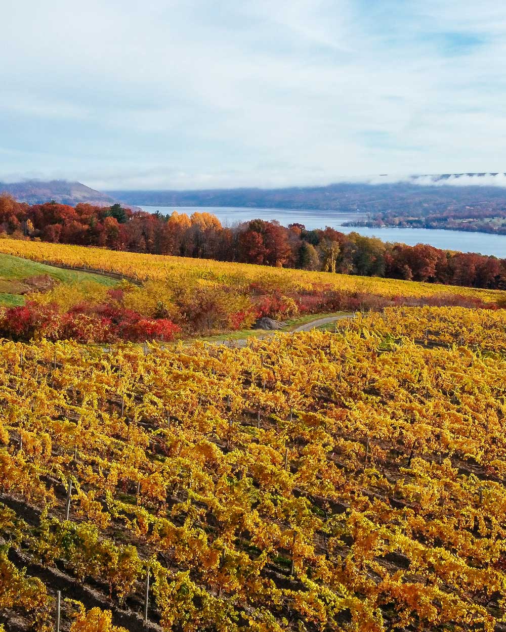 Vineyard overview of fall foliage.