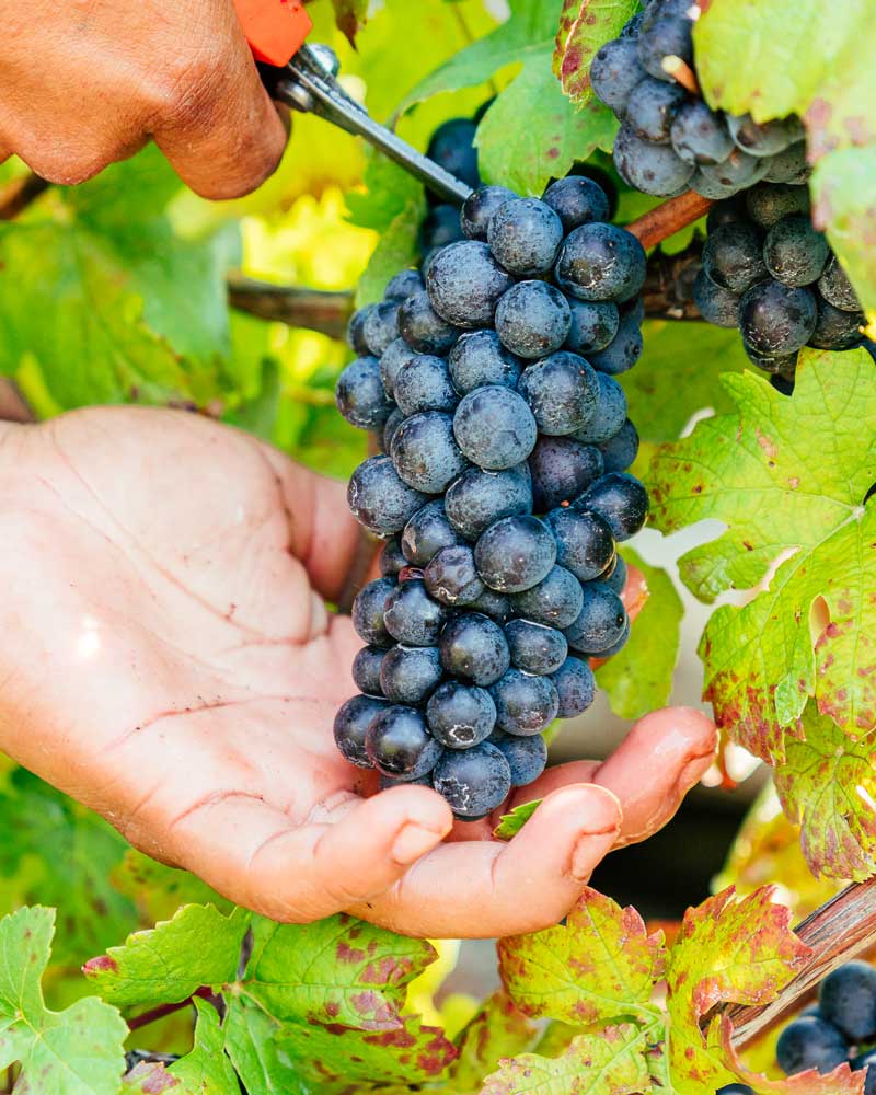 A cluster of Pinot Noir grapes being cut off the vine.