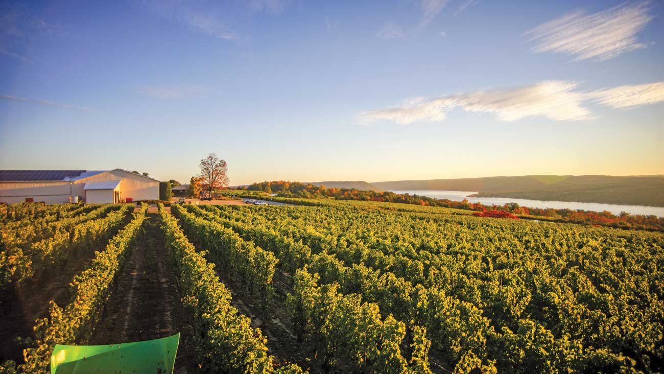 A landscape of Dr. Frank's vineyards overlooking Keuka Lake.