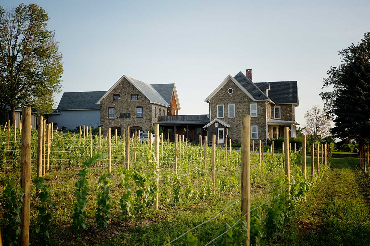 Chateau Frank from Chardonnay Vineyard