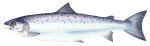 Salmon Illustration 600w